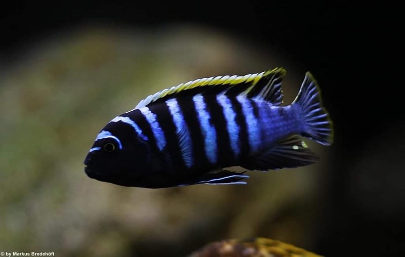 Cynotilapia zebroides 'Likoma Island'